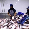 Aprueba Estados Unidos las importaciones de pescados sin escamas de Vietnam 