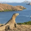 Promueve Indonesia el turismo hacia la Isla de Komodo