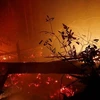 Afectaron los incendios forestales en Indonesia más de 1,6 millones de hectáreas 