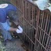 Rescatan en Vietnam a un oso negro asiático cautivo durante casi 30 años