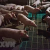 Reportan en Indonesia riesgo de brotes de peste porcina africana