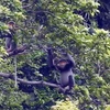 Lanzan programa juvenil sobre protección de primates en Vietnam