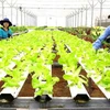 Registran en Vietnam 17 grandes proyectos de inversión en sector agrícola en 2019