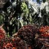 Reduce India impuesto de importación de aceite de palma de países de ASEAN