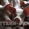 Se extiende peste porcina africana en Indonesia