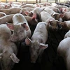 Empresas de Vietnam y Francia cooperan en producción de vacunas contra peste porcina africana