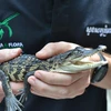 Descubren en Camboya crías de cocodrilo siamés casi extinto