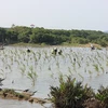 Construirán en Vietnam reserva natural del humedal Tam Giang - Cau Hai