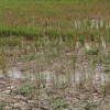 Provincia vietnamita invierte en proyecto de agua potable para afectados por sequía