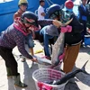 Provincia costera vietnamita por intensificar lucha contra pesca ilegal