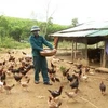 Provincia vietnamita declara fin de epidemia de gripe aviar A/H5N6