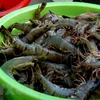 Caen los precios del camarón del Delta del Mekong a causa del COVID-19 