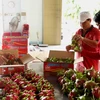 Dedican semana a pitahaya de pulpa roja vietnamita en Australia 