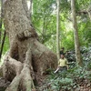 Aumenta cobertura forestal de Vietnam