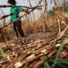 Industria azucarera de Tailandia afectada por sequía