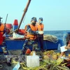 Concluyen Vietnam y China inspección conjunta sobre pesca en Golfo de Tonkín