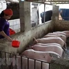 Vietnam intensifica gestión y control de precios de la carne de cerdo