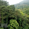 Avanza provincia vietnamita en gestión sostenible de bosques