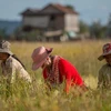 Camboya eliminará veda de exportaciones de pescado y arroz