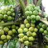 Cumple estándares internacionales zona de cultivo de coco orgánico vietnamita