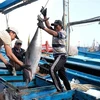 Registran tendencia alcista exportaciones de atún enlatado de Vietnam 