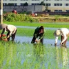 Exportaciones de arroz de Tailandia se encuentran en situación difícil