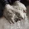Provincia vietnamita apoya con mil 300 toneladas de arroz a los afectados por sequía