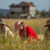 Agricultura camboyana sin capacidad de compensar situación de desempleos en el país