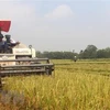 Exportaciones de arroz de Vietnam muestran señales positivas