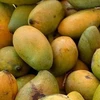 Camboya exportará 500 mil toneladas de mango a China