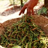 Precio de pimienta camboyana aumenta debido a fuerte demanda de Vietnam
