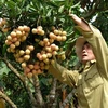 “Rey de lichi vietnamita” busca conquistar mercados exigentes