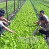 Adopta Vietnam proyecto de desarrollo de agricultura orgánica para periodo 2020-2030