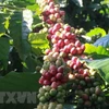 Exportaciones de café de Vietnam superan mil millones de dólares 