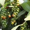 Vietnam ingresa fondos millonarios por exportaciones de pimienta