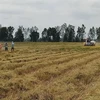 Provincia vietnamita de Bac Lieu expande cultivo de las mejores variedades de arroz del mundo