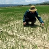 Enfrentan sequía miles de hectáreas de cultivos en región central de Vietnam