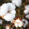 Empresa india busca exportar algodón a Vietnam