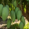 Mangos vietnamitas acaparan atención del mercado australiano