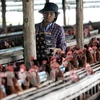 Exportaciones tailandesas de pollo por debajo de objetivo debido a COVID-19