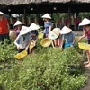 Phu Quoc promueve la ecoagricultura en combinación con el turismo