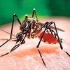 Provincia vietnamita fortalece la prevención y el control del chikungunya, el dengue y el zika
