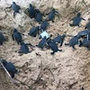 Liberan en provincia vietnamita 45 tortugas bebés en la naturaleza