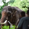 Zoológico de Saigón recibe toneladas de donaciones de alimentos para sus mil 500 animales