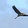 Indonesia libera cientos de aves silvestres en su hábitat natural