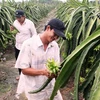 Provincia vietnamita de Long An por ampliar área de cultivo de pitahayas
