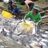 Exportaciones acuícolas de Vietnam siguen en recuperación