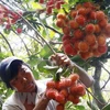 Llegará mañana a Vietnam experto estadounidense de cuarentena vegetal