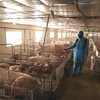 Vietnam se empeña en impedir propagación de fiebre porcina africana
