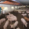Reportan brotes de la peste porcina africana en provincia vietnamita de Ca Mau 